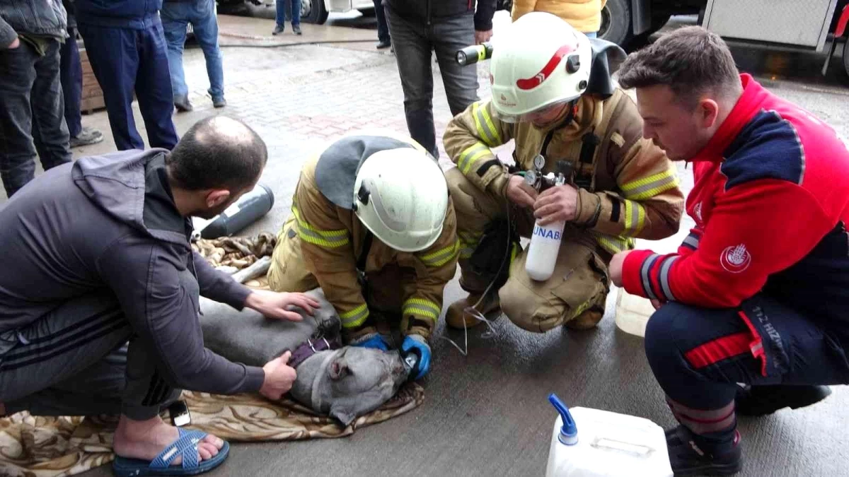 Son dakika haber: Kartal\'da yangında kurtarılan köpeğe oksijenle müdahale edildi