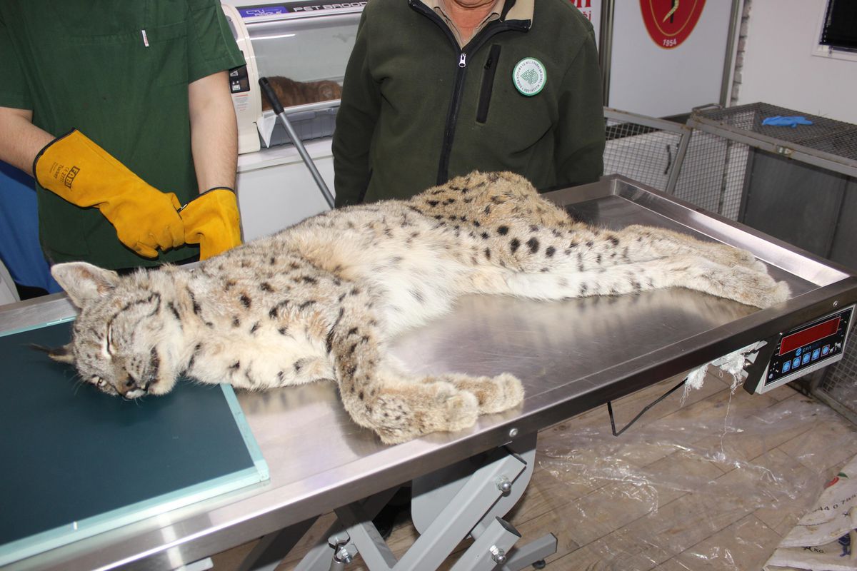 Kastamonu'da yaralı halde bulunan vaşak tedavi altına alındı