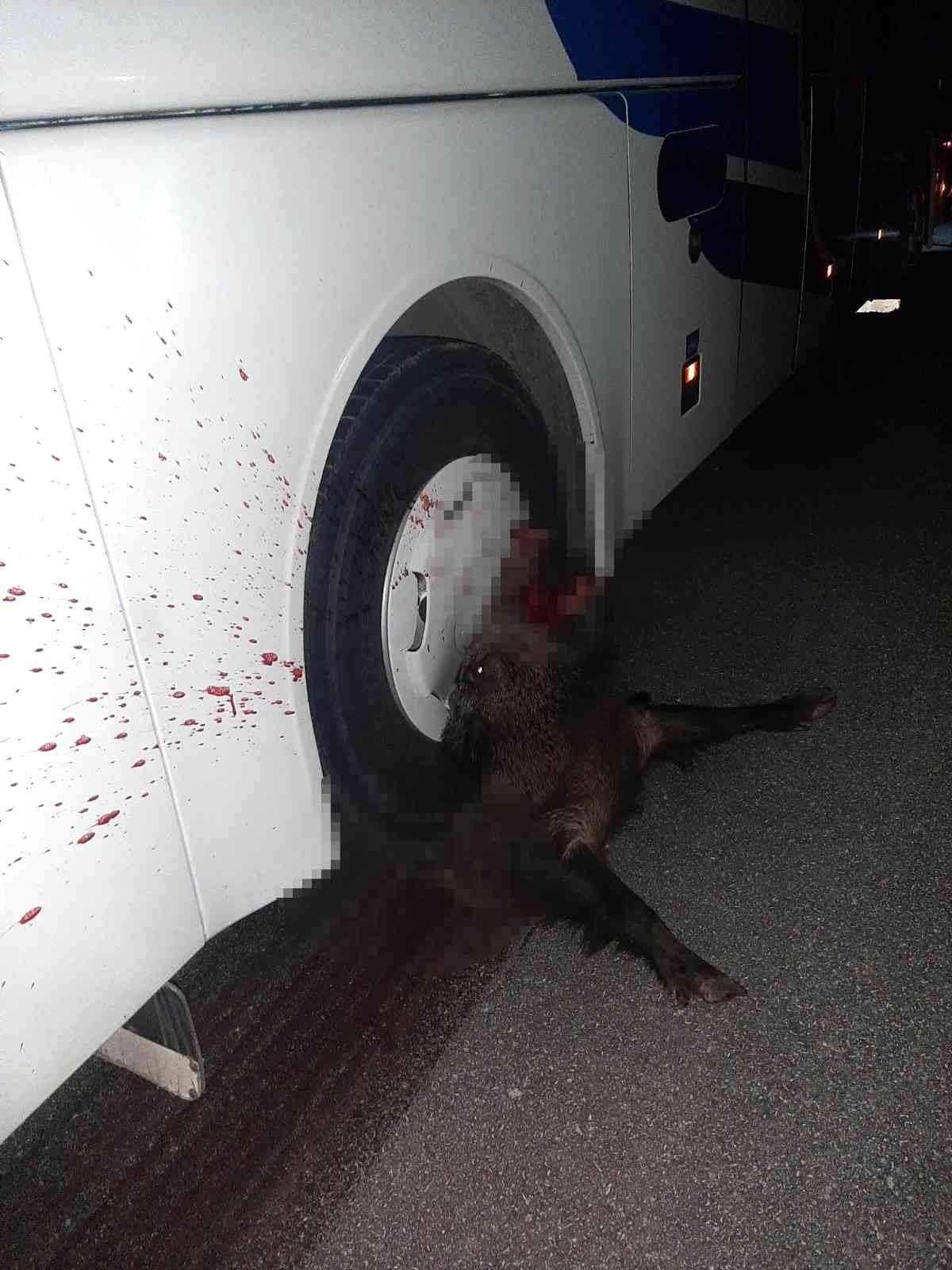 Otobüsün çarptığı domuz, telef oldu