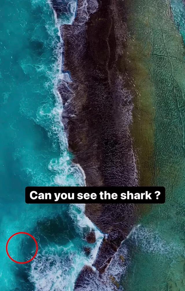 Sosyal medyada gündem olan görüntü: Köpekbalığını görebiliyor musunuz?