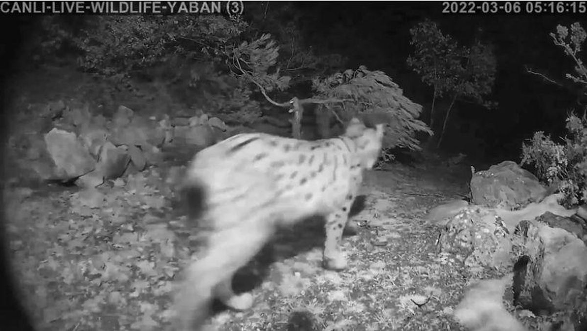 ERBAA'DA FOTOKAPANLA VAŞAK GÖRÜNTÜLENDİ