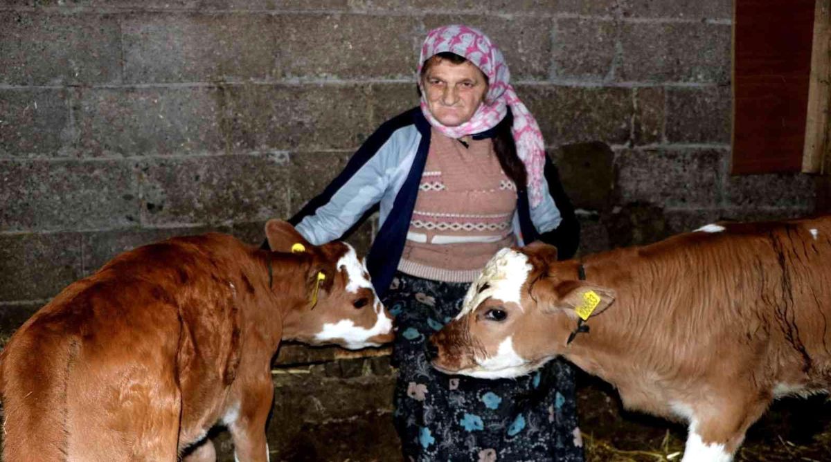 Yalova'da Suni Tohumlama Projesi meyvelerini vermeye başladı