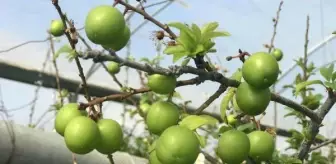 Yılın ilk eriği, kilosu 600 TL'den satıldı