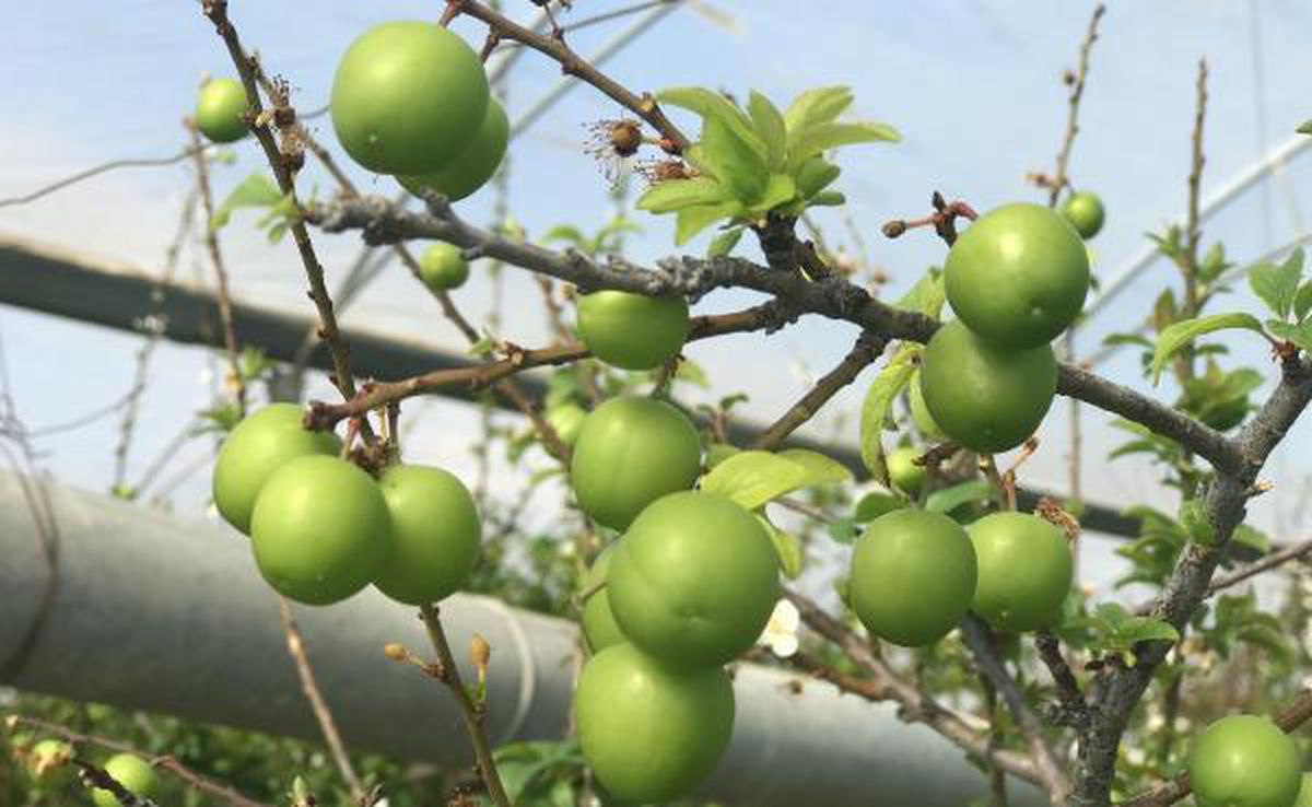 Yılın ilk eriği, kilosu 600 TL'den satıldı