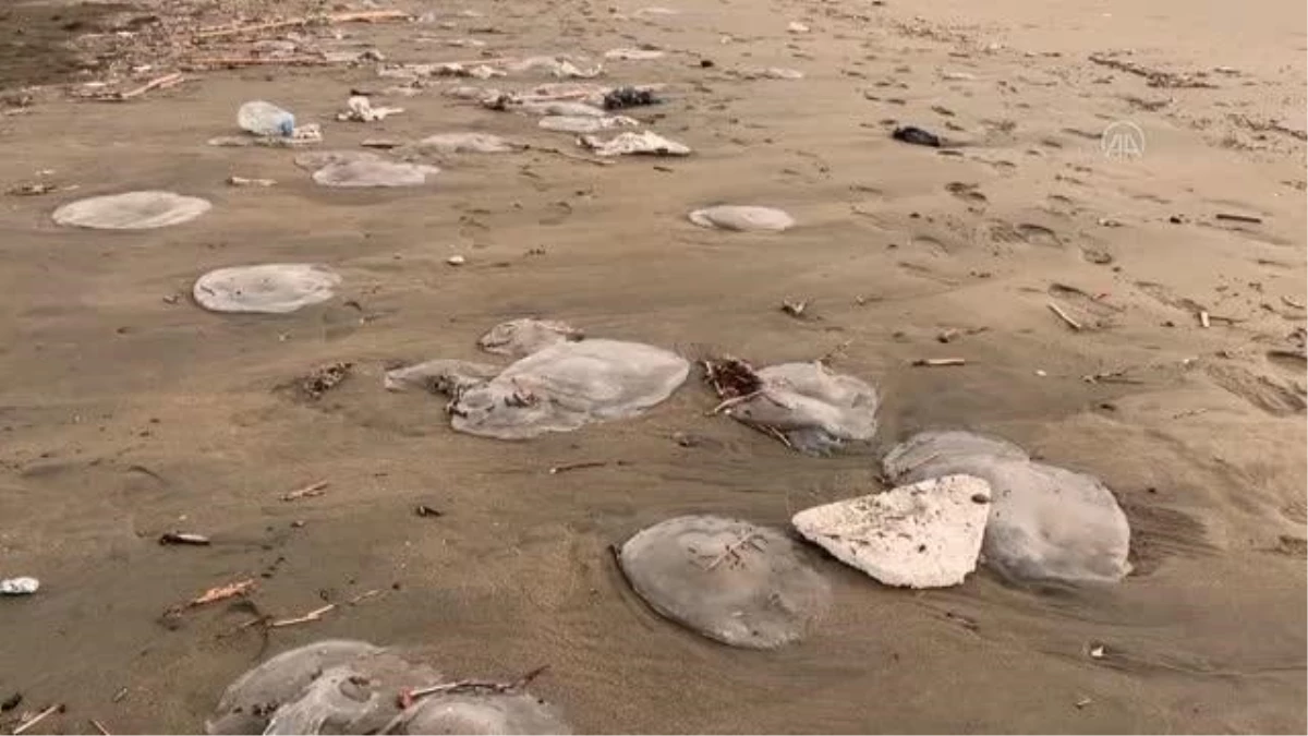 Zehirli göçmen denizanaları kıyıya vurdu