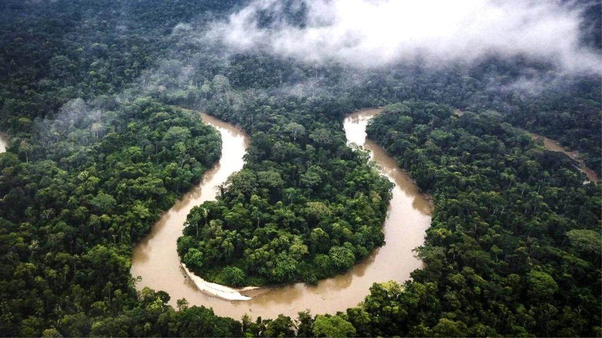 İklim krizi araştırması: Amazon ormanlarında kritik bir eşiğe gelindi, toplu ağaç ölümleri görülebilir