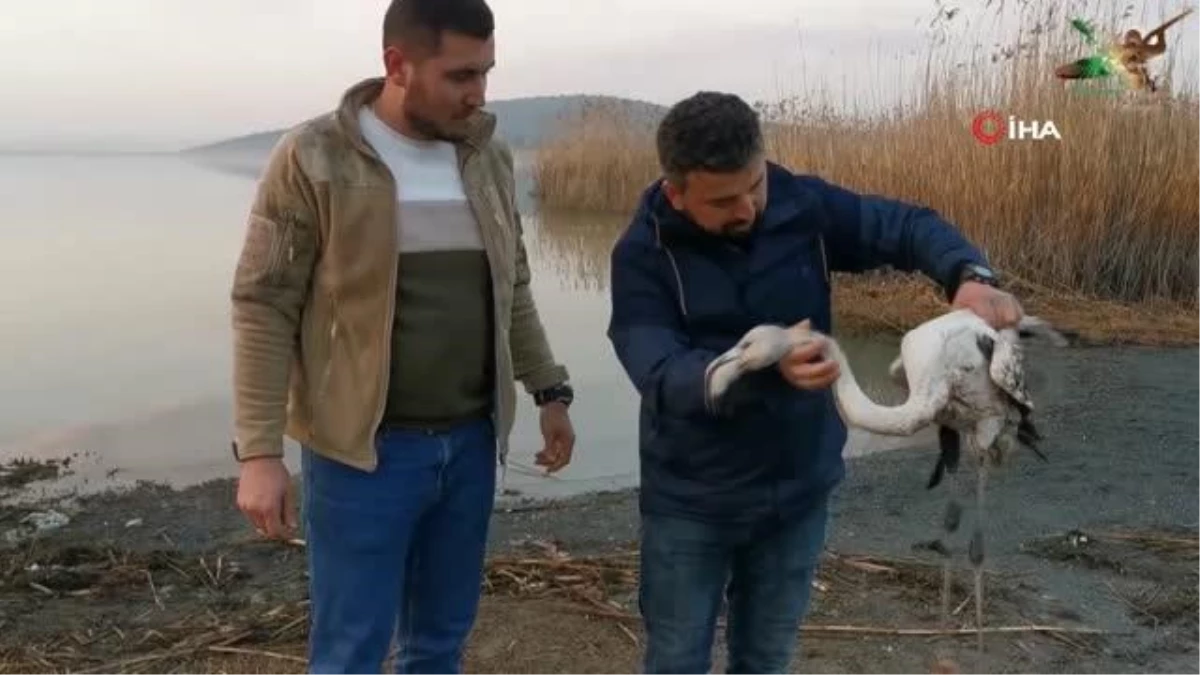 Ayağı kırılan flamingoyu kurtardılar... İlk müdahaleyi vatandaş yaptı