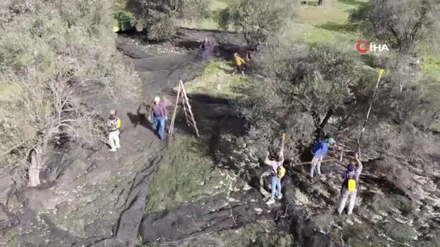Ayçiçeğine inat yerli üretim zeytinyağı fiyatını koruyor.