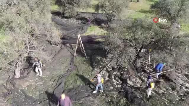 Ayçiçeğine inat yerli üretim zeytinyağı fiyatını koruyor.