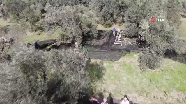 Ayçiçeğine inat yerli üretim zeytinyağı fiyatını koruyor.