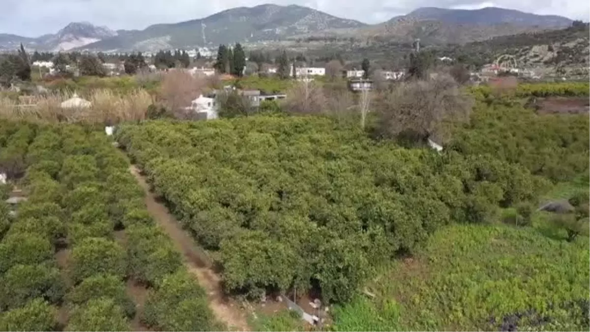 Bodrum mandalinasıyla yapılan lokum ve reçel yurt dışına da gönderiliyor