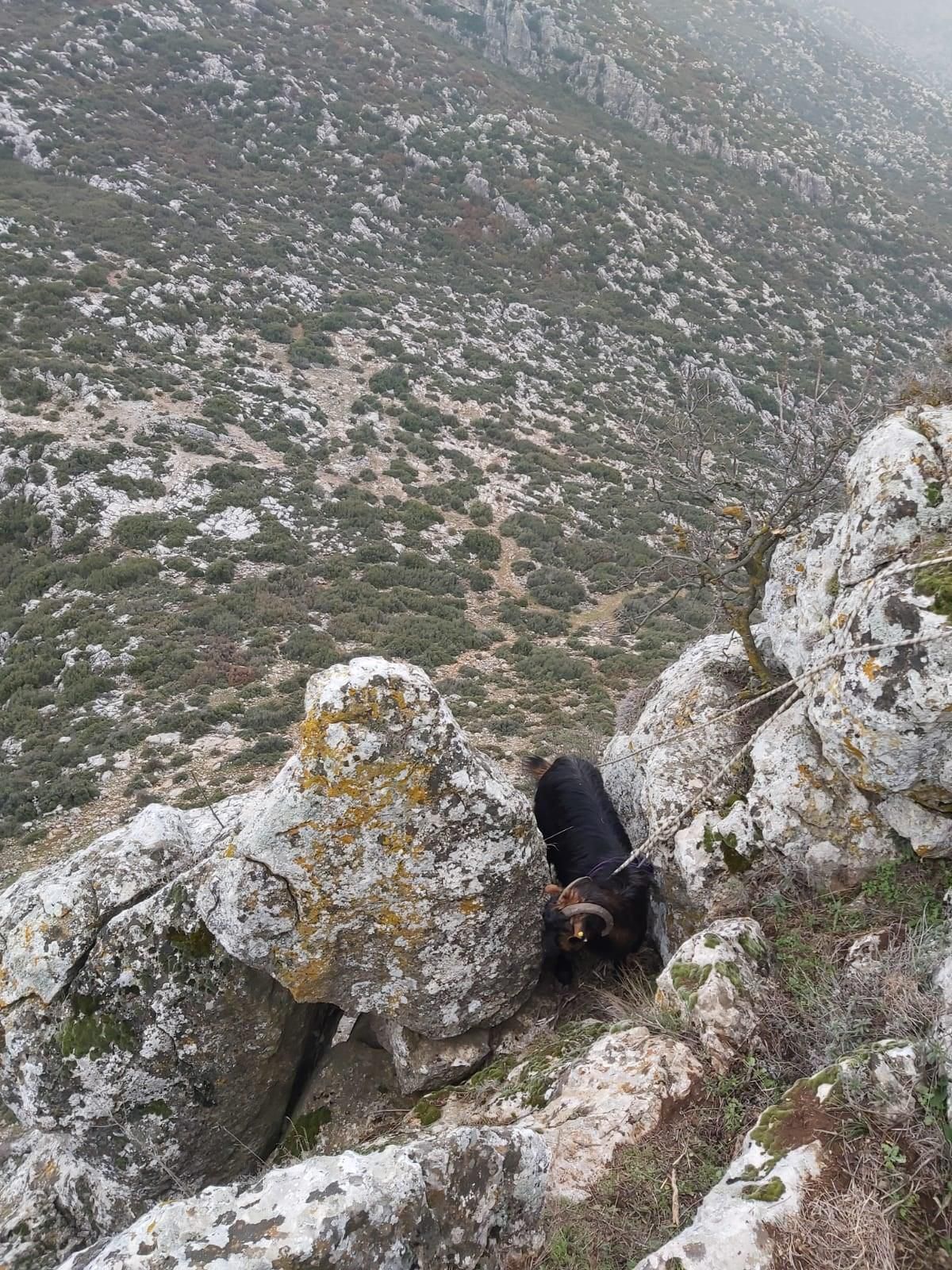 Burdur\'da kayalıklarda mahsur kalan keçiyi AFAD kurtardı