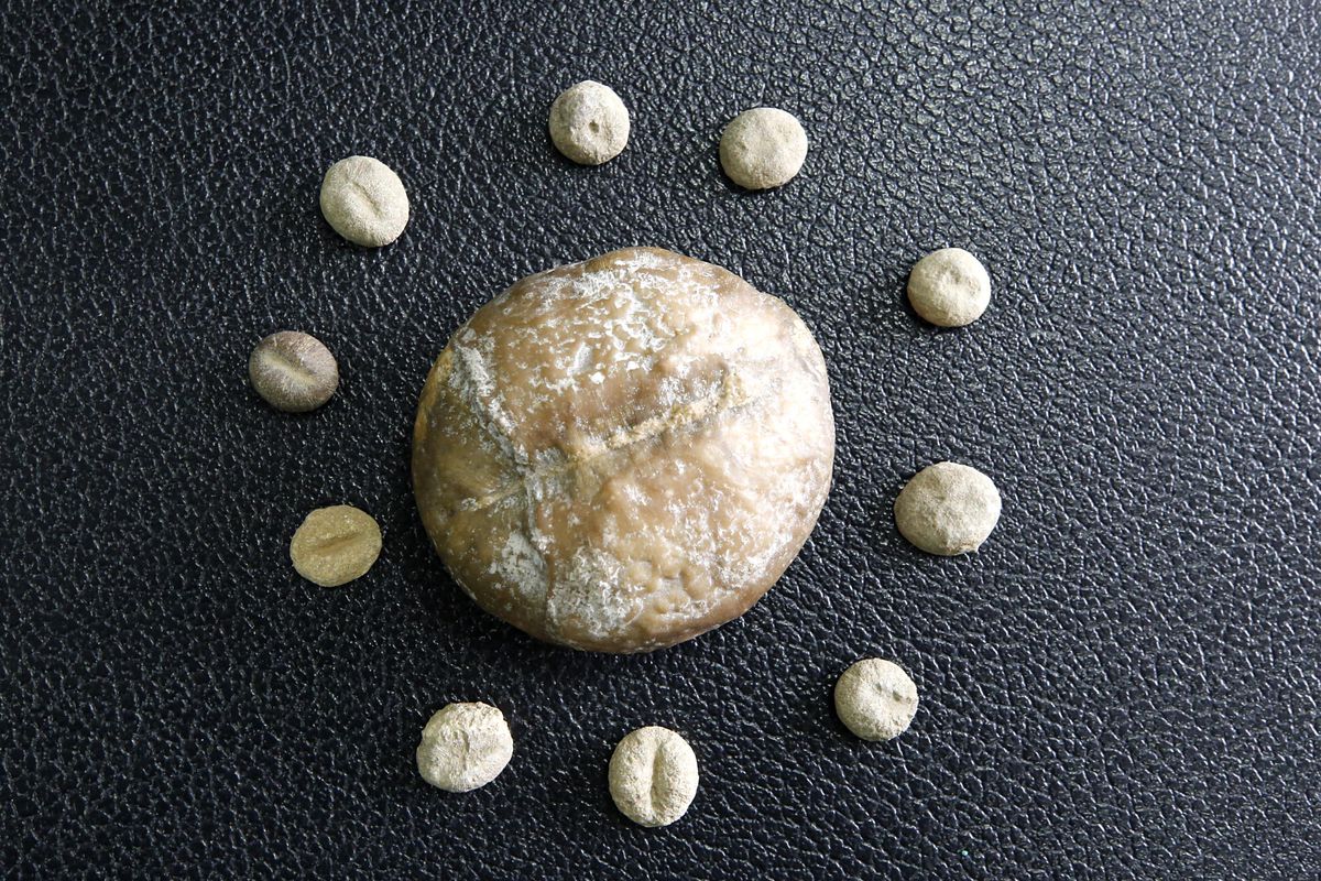 Elazığlı mühendis deniz canlısına ait 'milyon yıllık' fosili iş yerinde sergiliyor