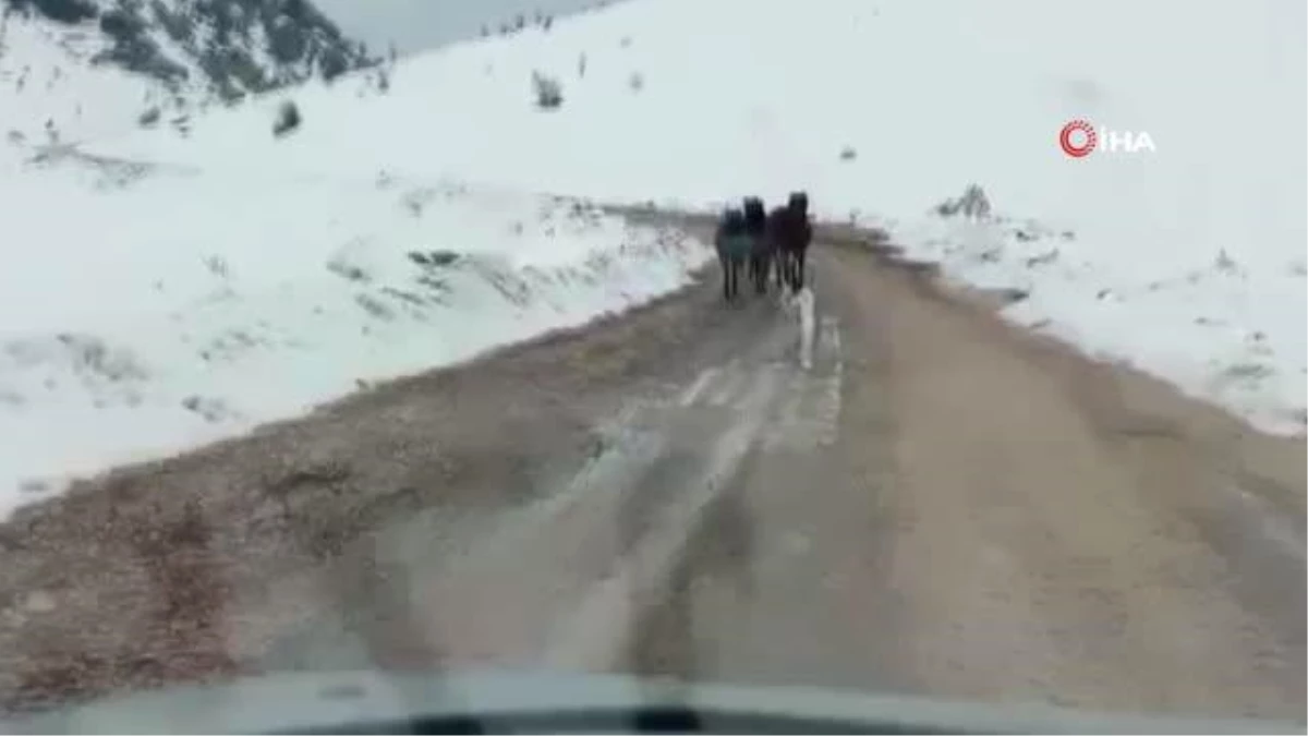 Karlı dağda yoluna çıkan yılkı atları için saman taşıdı