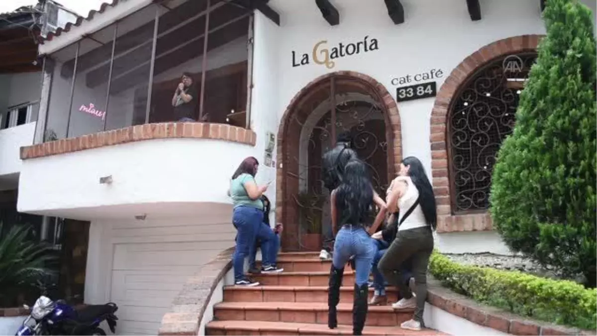 Kolombiya'nın Medellin kentinde kedili kahve dükkanı kedi sever müşterilerini ağırlıyor