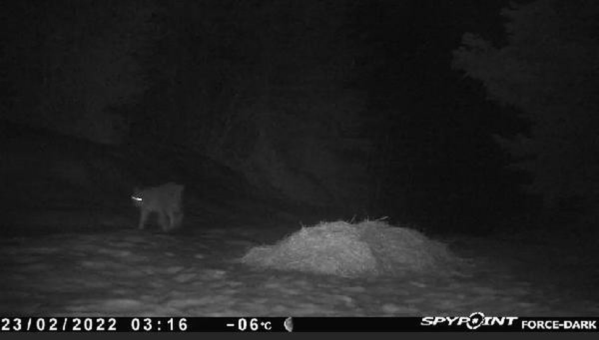 Küre Dağları Milli Parkı'nda vaşak görüntülendi