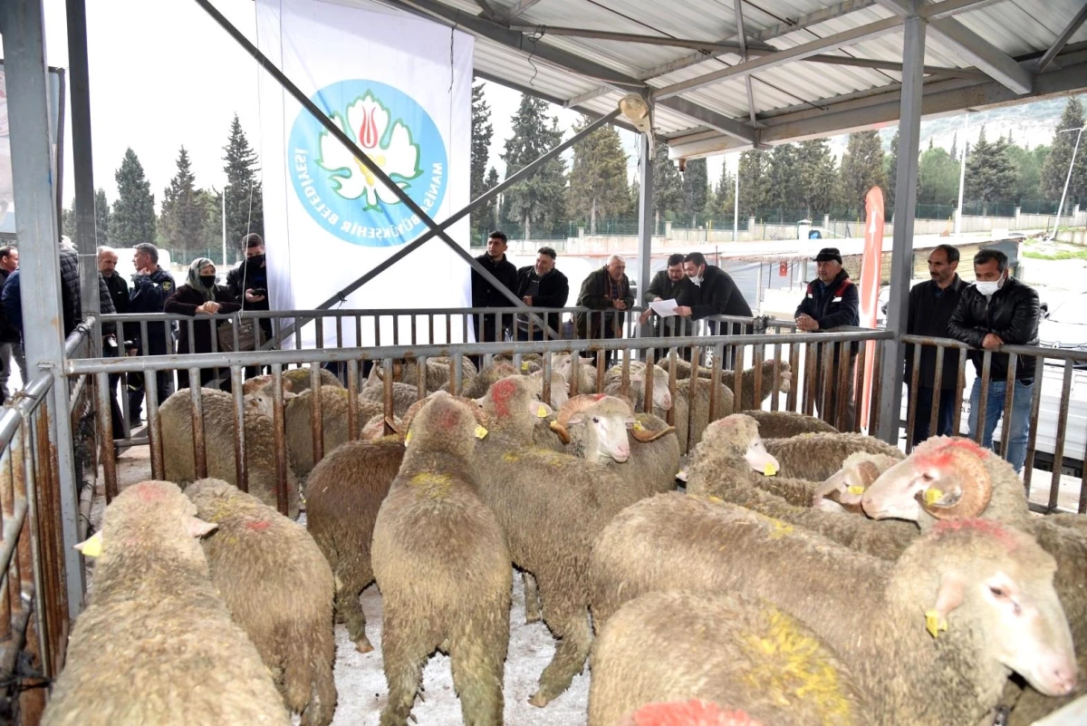Manisa Büyükşehir Belediyesinden hayvan üreticisine destek