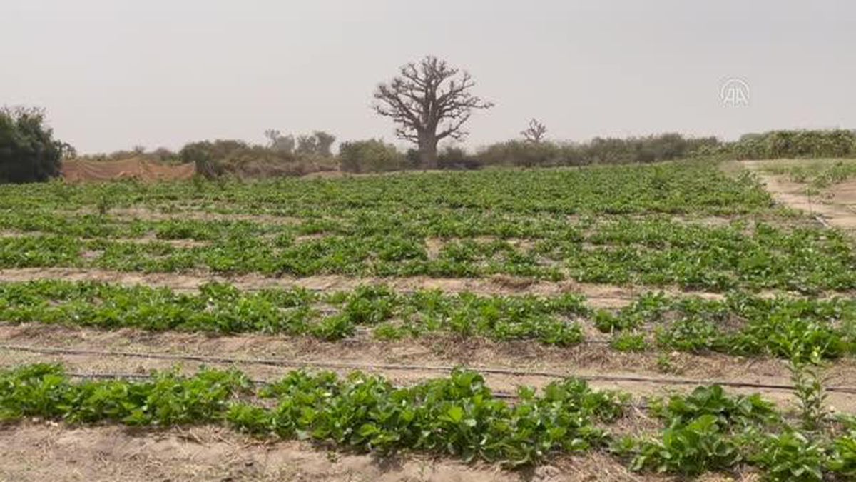 Üniversite mezunu Senegalli genç girişimci, tarladan halka aracısız çilek satıyor