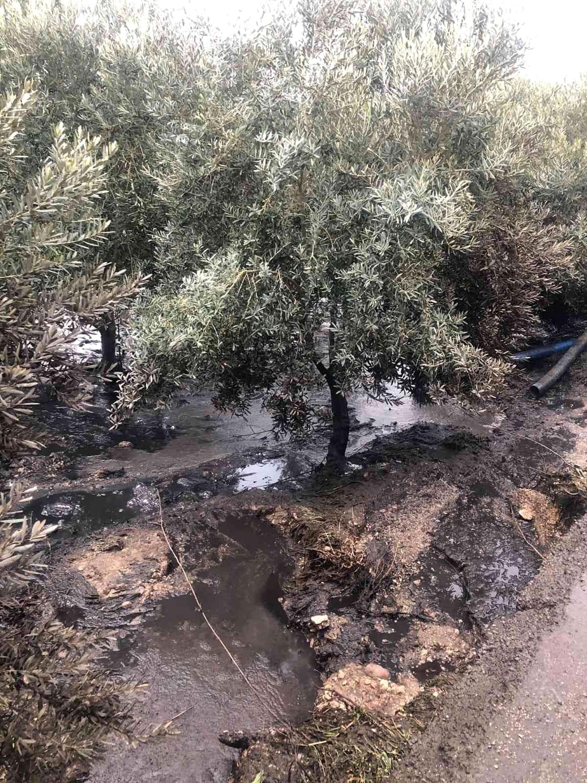 Zeytin bahçesine kimyasal atık atarken yakalandılar