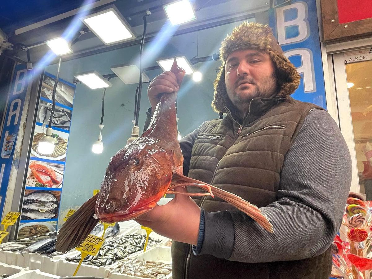 Ordu\'da balıkçıların ağına takılan 4 kilogramlık kırlangıç balığı 800 liradan satışa çıkarıldı