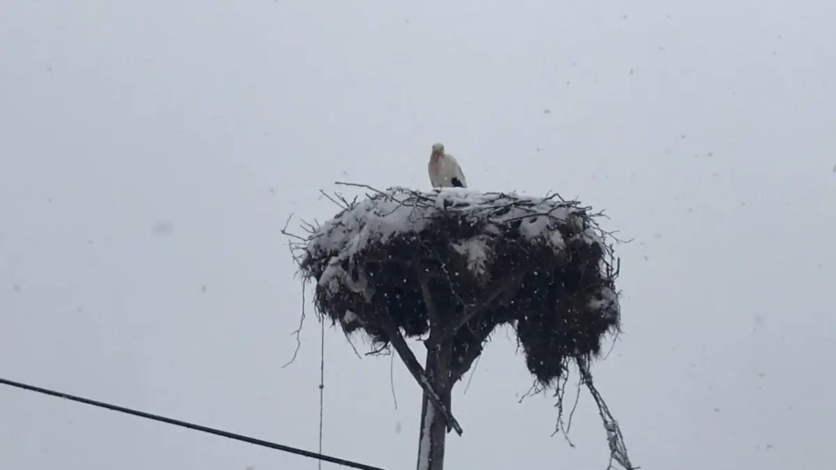 Çanakkale'ye ilk gelen leyleğin başına lapa lapa kar yağdı