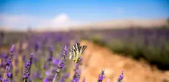 Elbistan'a Türkiye'nin en büyük lavanta vadisi kuruldu