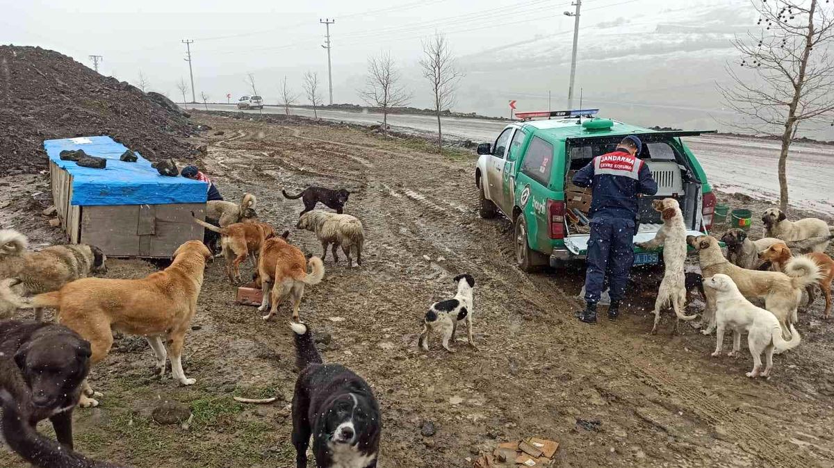 Son dakika haberi | Jandarmadan sokak hayvanlarına şefkat eli