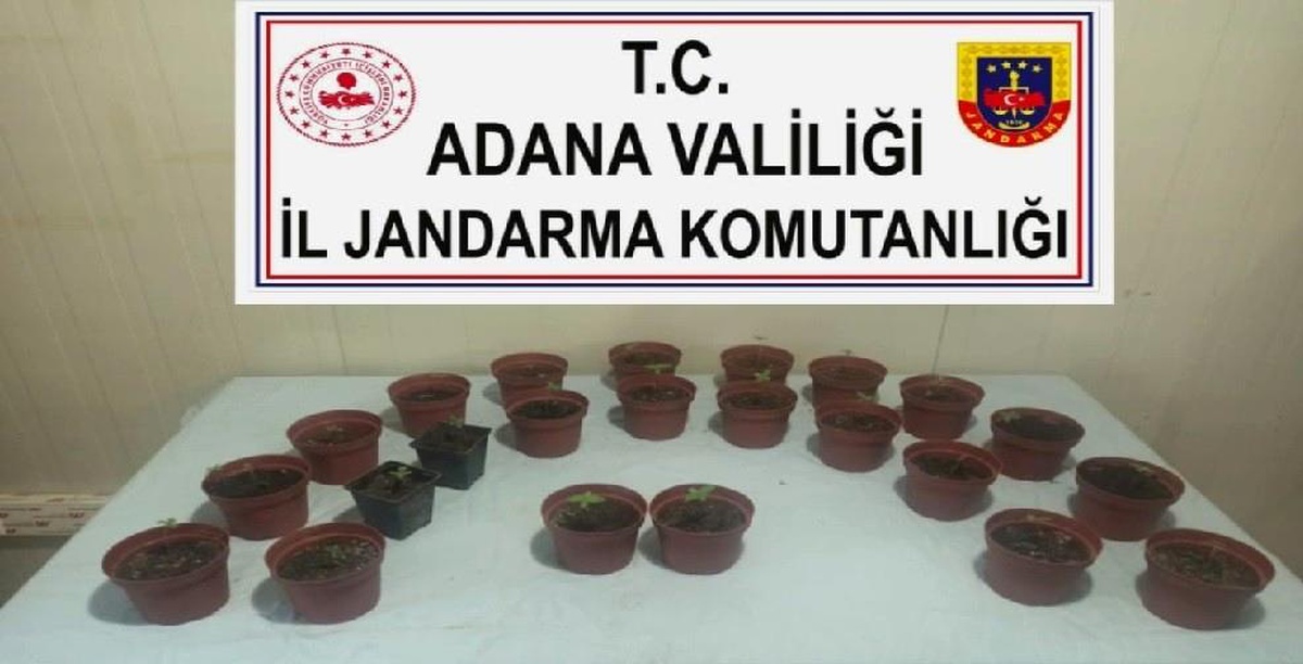 Kaçan otomobilde 23 saksı kenevir ele geçirildi