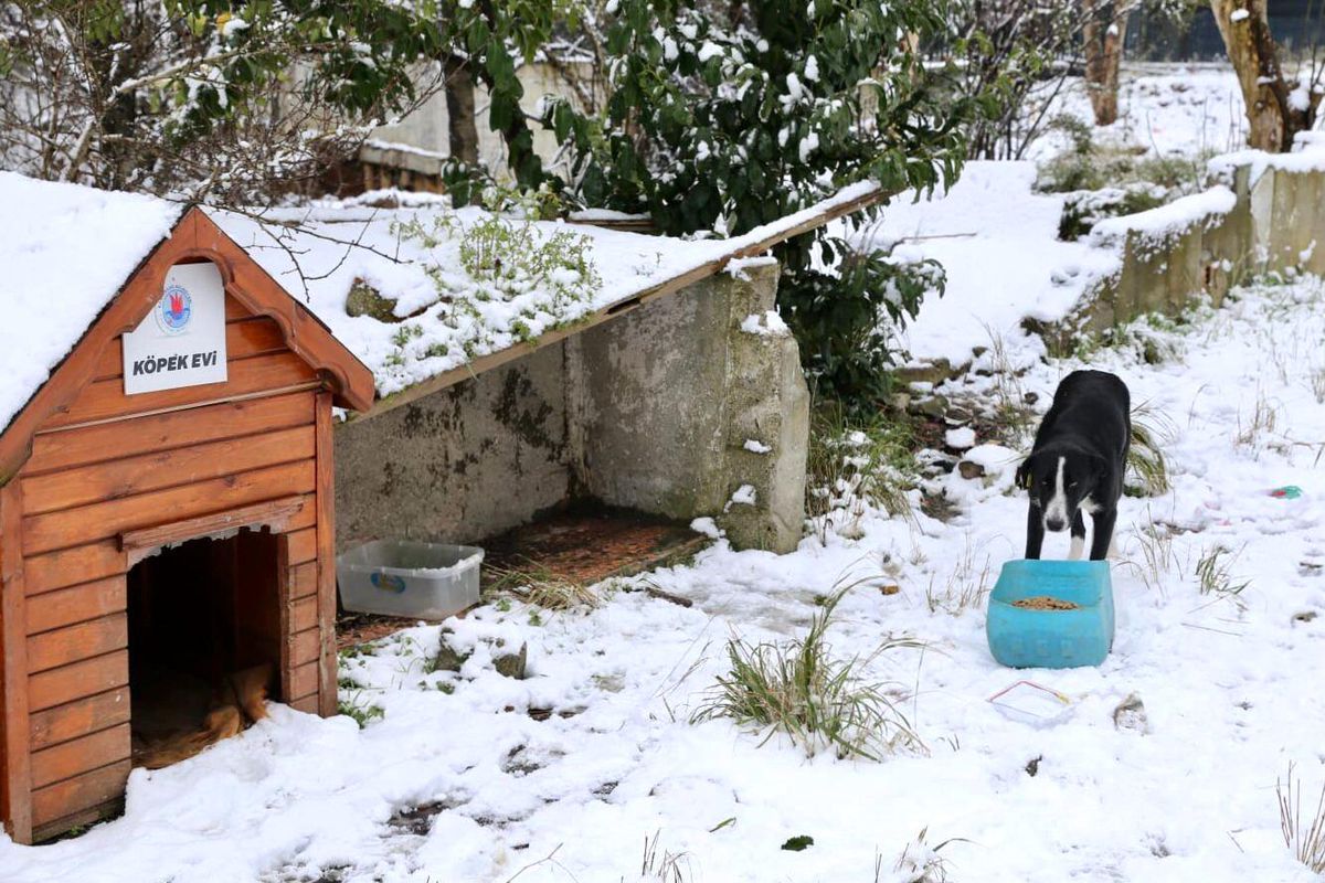 Kağıthane Belediyesi ekipleri sokak hayvanları için seferber oldu
