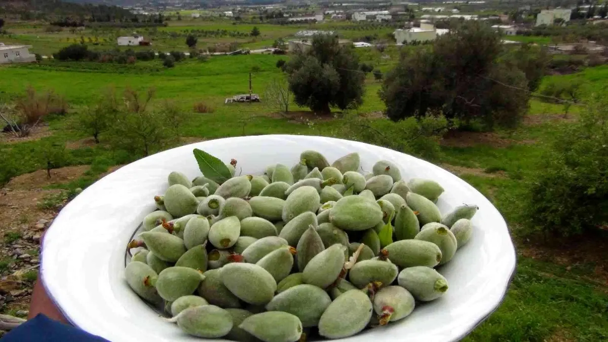 Mersin\'de yangın bölgesinde çağla hasadı