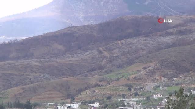 Yangın bölgesinde çağla hasadı... Kilosu 100 liradan satılıyor