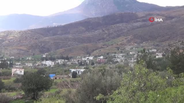 Yangın bölgesinde çağla hasadı... Kilosu 100 liradan satılıyor