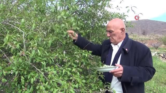Yangın bölgesinde çağla hasadı... Kilosu 100 liradan satılıyor