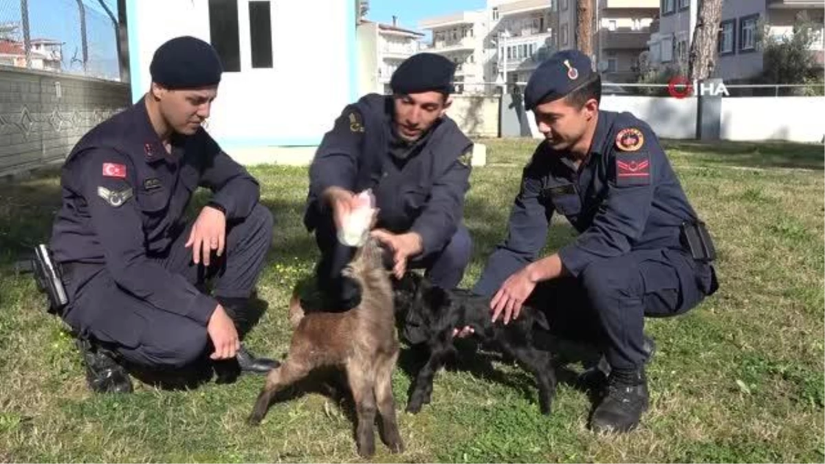 Son dakika haberi! Öksüz oğlakları jandarma biberonla besliyor... İki yavruya jandarma karakolu bahçesinde bakılıyor