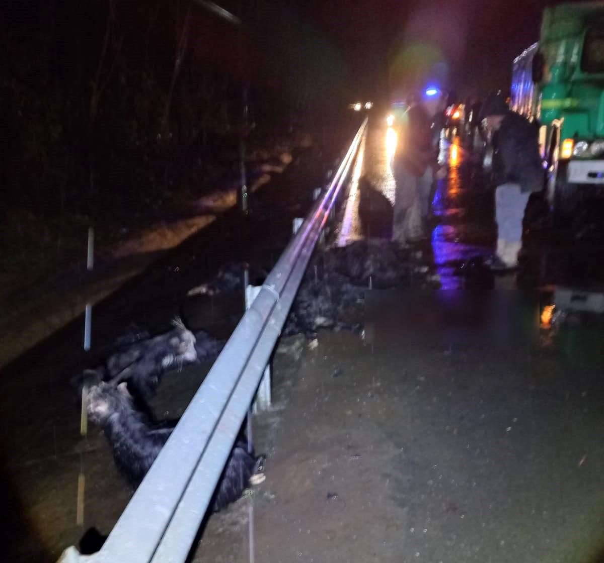 Rize'de Karadeniz Sahil Yolu'na çıkan keçi sürüsüne yoldan geçen araçlar çarptı