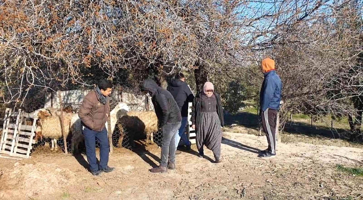 Mersin\'de köpekler, 1 koyun ve 4 kuzuyu telef etti