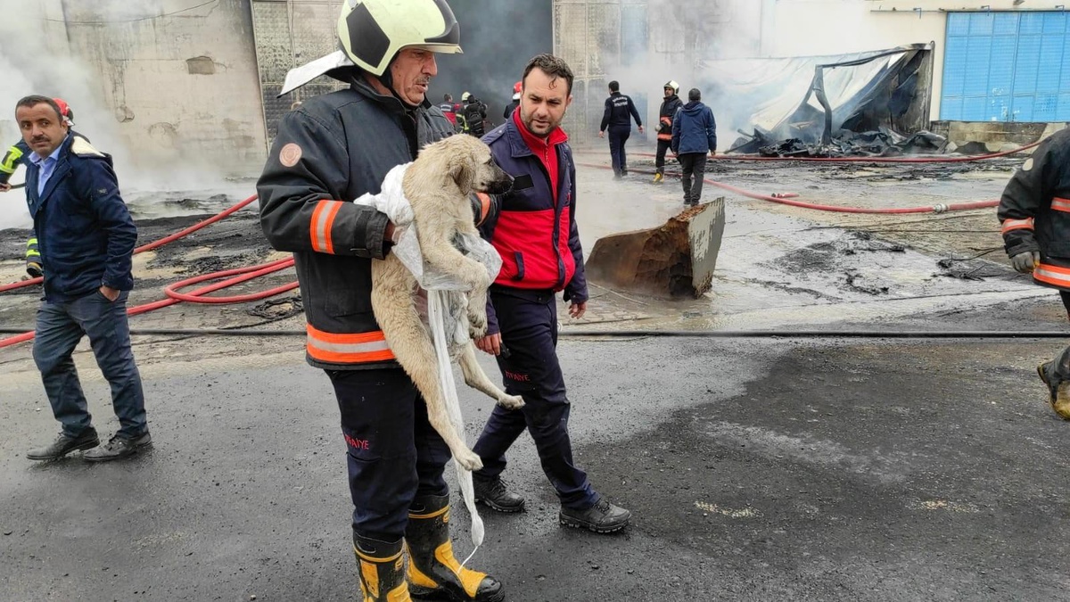 Son dakika haberi: Şanlıurfa\'daki sünger fabrikasında büyük yangın