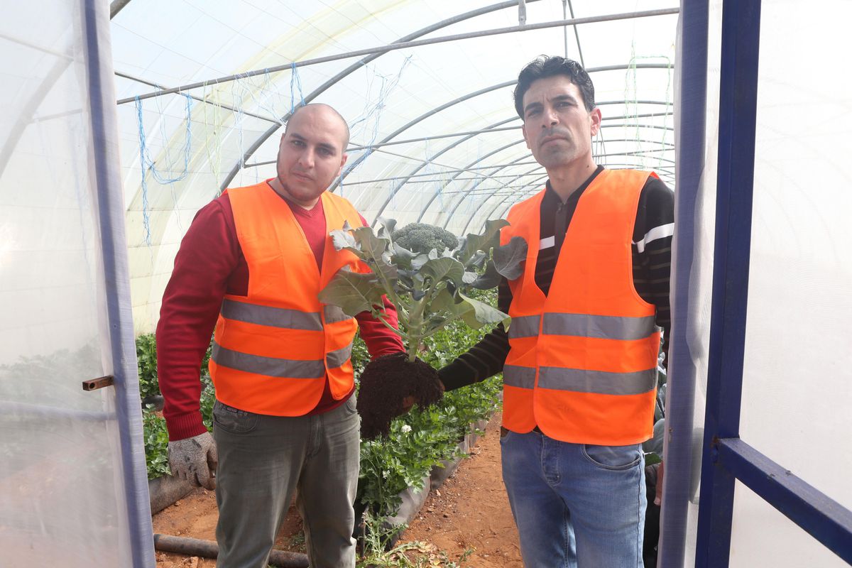 Ürdünlü çiftçi, su bakımından yetersiz ülkesinde 'topraksız tarımla' iklim değişikliğine direniyor