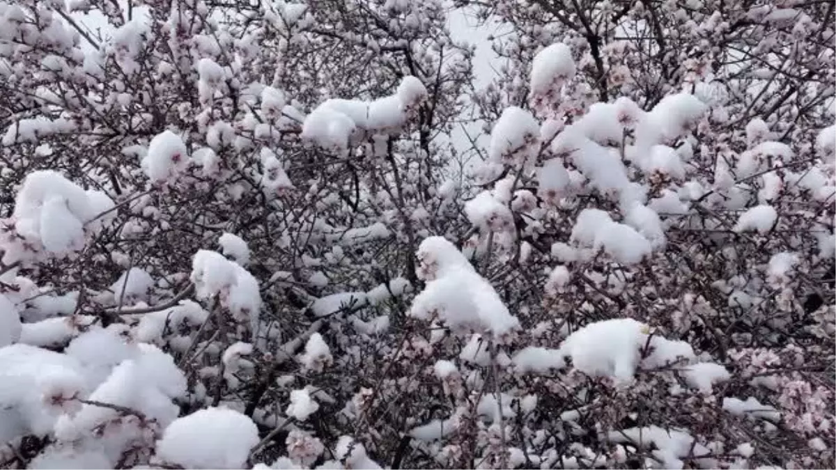 Çiçek açan badem ağaçları beyaza büründü