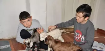Donmasınlar diye eve aldıkları üçüz oğlaklara çocukları gibi bakıyorlar