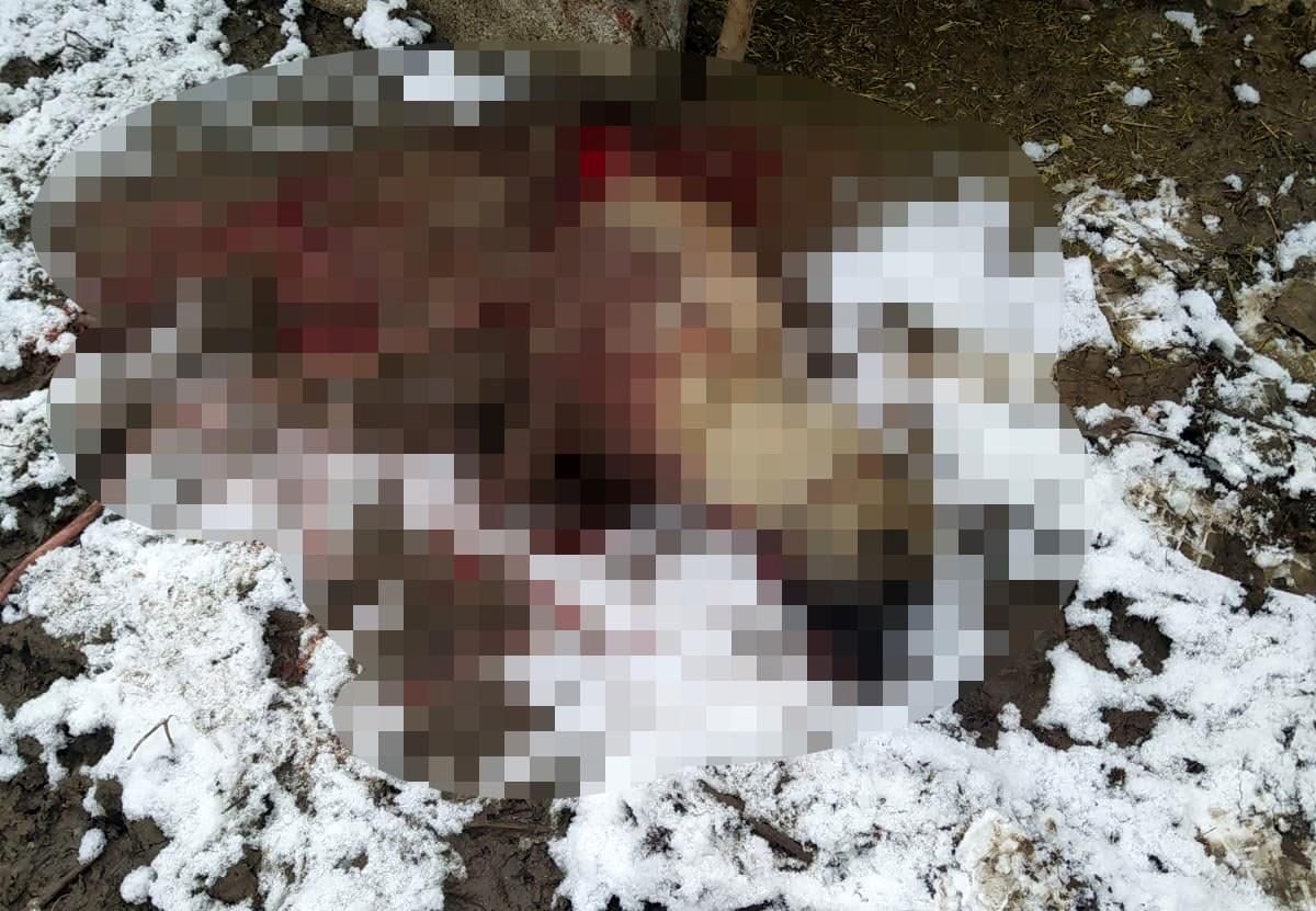Hakkari\'de şehir merkezine inen aç kurtlar köpeği parçaladı