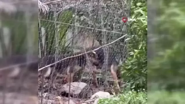 Hatay'da sokak köpeklerinin kümese saldırdığı anlar böyle görüntülendi