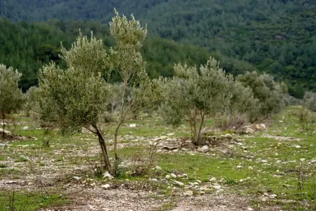 Taşınan zeytin ağaçları meyve vermeye devam ediyor