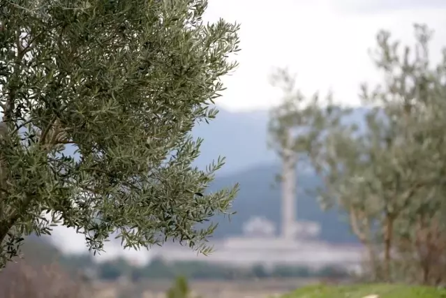 Taşınan zeytin ağaçları meyve vermeye devam ediyor