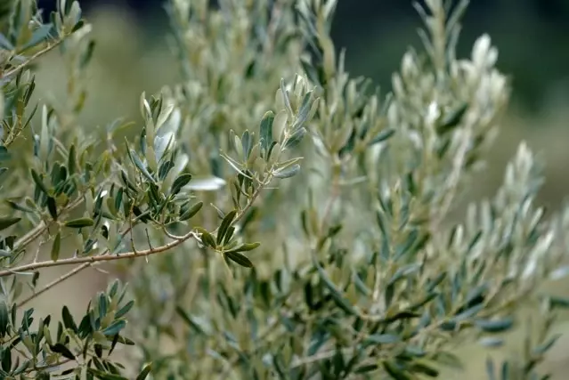 Taşınan zeytin ağaçları meyve vermeye devam ediyor