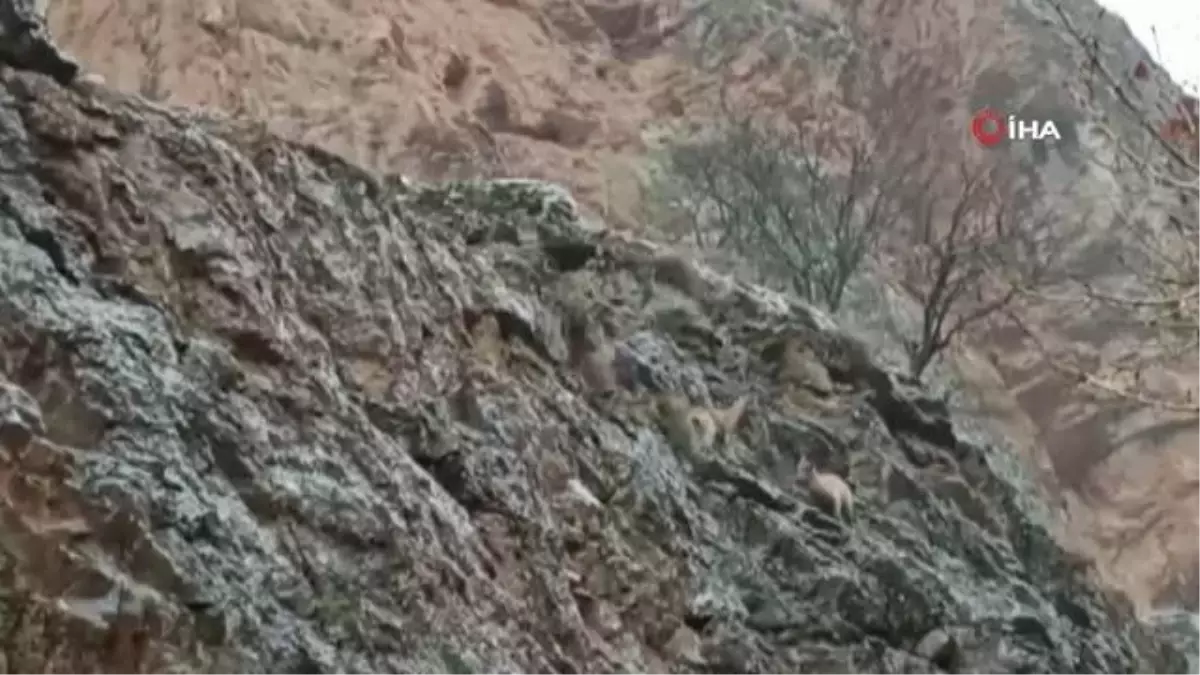 Yaban keçileri, sokak köpeklerinin hedefinde