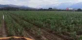 Baklanın hasadı soğuk hava nedeniyle gecikti