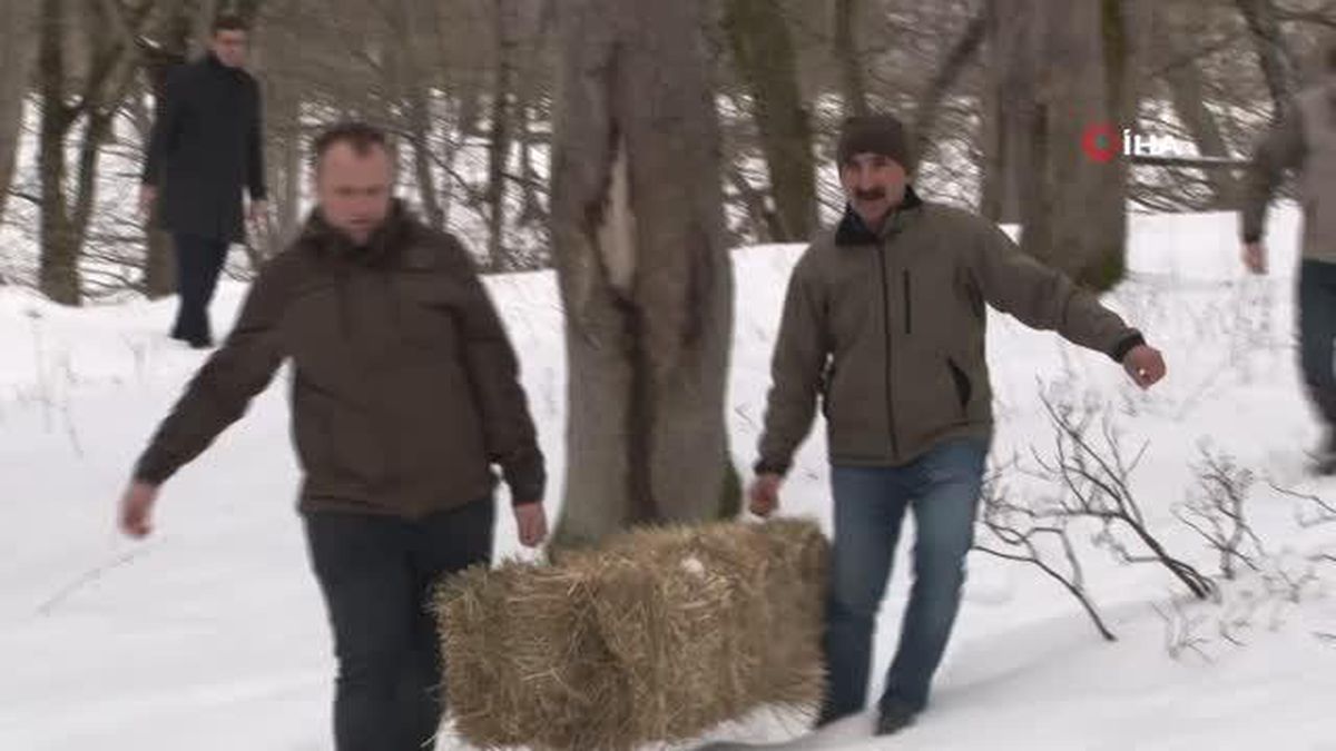 Belgrat Ormanı'ndaki geyikler böyle beslendi