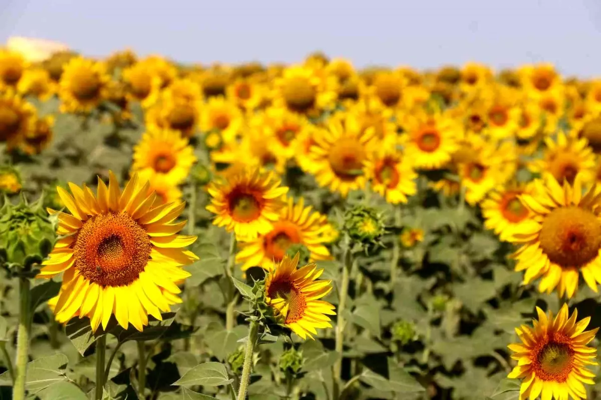 FAO'dan dikkat çeken yağ öngörüsü