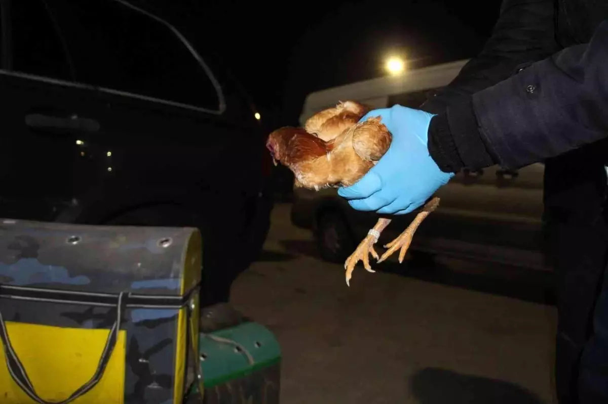 Kapıkule'de kaçak dövüş horozları yakalandı